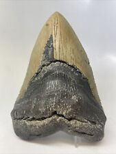 Megalodon Shark Tooth 5.90” Huge - Authentic - Natural Fossil 14846 picture