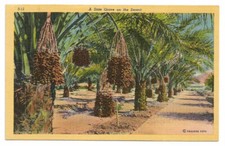 Date Palms Desert Postcard Palm Trees picture