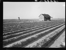Hall County Texas 1938 Abandoned Tenant House Tractored Fields Farming picture