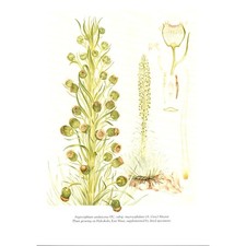 Argyroxiphium Sandwicense DC Subsp Macrocephalum Vintage Book Plate Print SJ3 picture