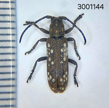 Cerambycidae Apomecyna sp. #1144 A1 NORTH THAILAND picture