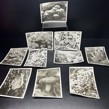 VTG Photo Mushroom Cluster Nature Forest Original 5x7 Amateur Photography Lot 10 picture
