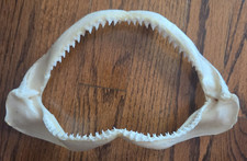 Shark Jaw Taxidermy Rows of Sharp Teeth 10x6 Display Specimen picture