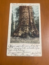Vintage Postcard Grizzly Giant Mariposa Grove Yosemite California Posted 1938 picture