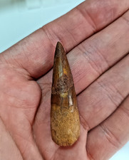 Cretaceous Spinosaurus Dinosaur Tooth 5cm In Box With Label MV-70 picture