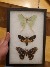 Framed Hyalophora cecropia, Acherontia atropos, Actias luna, Saturniidae death m picture