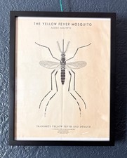 Original 1960s CDC Yellow Fever Mosquito Poster Vintage Aedes Aegypti Framed picture