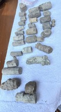 30 Kentucky Crinoid Fossils stars and flowers Collectors bulk lot  picture