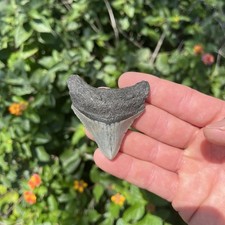 Real Megalodon Shark Tooth 2.44” Fossil picture