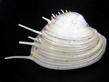 PITAR LUPANARIA:RARELY OFFERED HUGE SPINED BIVALVE @ 63.68MM-FROM VERY OLD COLL picture