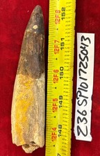 Authentic 5 1/8” Spinosaurus Tooth Fossil See Video picture