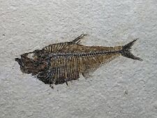 Fossil Fish 4