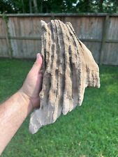 Texas Petrified Live Oak Wood Large Rotted Log 12x9x4 Beaumont Formation Fossil picture