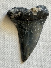 Fossil Bone Valley Carcharodon subserratus (transition) PATHO Shark Tooth 2.15'' picture