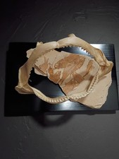 Fish Fossils, Shark Jaw artwork Stunning, Bold, Unique. 1 of a kind  picture