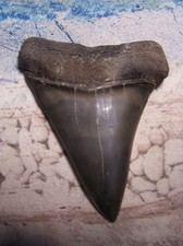 MAKO SHARK TOOTH 2 5/16