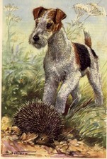 Wire Fox Terrier - CUSTOM MATTED Small 5 x 7 - Dog Art Print - German : NEW U picture