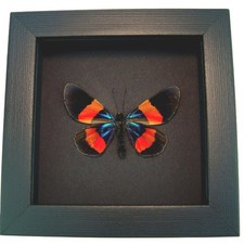 Milionia drucei verso Moth Real Framed Day Flying Moth Moonlight Display picture