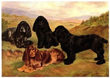 Antique Cocker Spaniel Print 1911 Bowdler Champion Cocker Spaniels Art 7095g picture