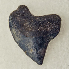 S. kaupi 0.61