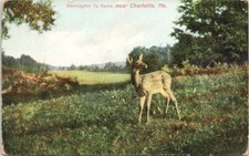 Deer near Charlotte Maine c1910 Greene ME Cancel Postcard E99 picture