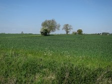 Photo 12x8 Field near Yelling  c2016 picture