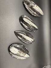 Orthoceras fossil picture