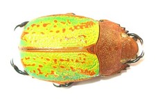 COLEOPTERA, RUTELINAE, CHRYSINA VICTORINA from MEXICO picture