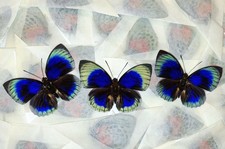  5 FANTASTIC AGRIAS BEATIFICA LACHAUMEI A1 MALE & FEMALE WINGS CLOSED FROM PERU  picture
