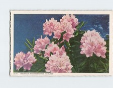 Mountain Rhododendron in Bloom Q-00206 picture