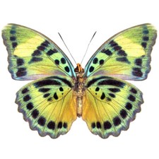 Euphaedra blue green verso butterfly Africa unmounted wings closed picture