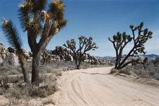 The Joshua Tree National Park Mojave Desert California 1960 Old Photo picture