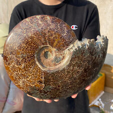 6.6lb Large Rare Natural Ammonite Fossil Conch Crystal Specimen Healing picture