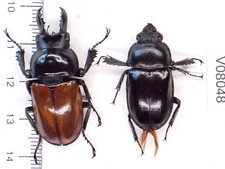 V08048. Unmounted insects, Lucanidae: Neolucanus sp. North Vietnam picture