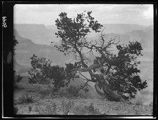 Photo:Grand Canyon Arizona 1900s Scenic Cliffside Pine Tree View picture
