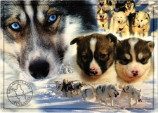 CPM AK WOLVES FINLAND (1514642) picture