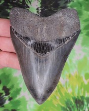 Megalodon Sharks Tooth 4 1/2
