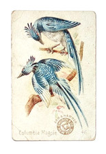 1898 J2 #46 Columbia Magpie, New Series of Beautiful Birds, small size picture