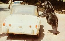 Vintage 1961 POSTCARD Bear with TRIUMPH TR3A SPORTS CAR Smokey Mountains Park picture