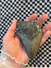Real Megalodon Shark Tooth 4.0” Big Fossil Shark Teeth From NC picture