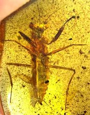 Extremely Rare Huge 23MM Winged Adult Praying Mantis Mantodea Burma Amber Fossil picture