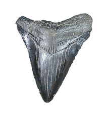 1 INCH REAL MEGALODON SHARK TOOTH SMALL FOSSIL RELIC GIANT GENUINE DARK RARE MEG picture