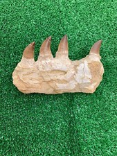 beautiful Jaw Mosasaurus  Jaw 70 million years old From Morocco Very Rare picture