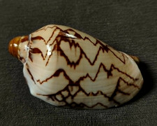 Cymbiola nobilis 79mm F+++/gem great,dorsal pattern collection WOW picture
