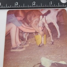 Girl Milking Goat Barn Yard Livestock Animal Farming August 1970s Vintage Photo picture