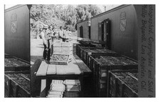 Guasti California Grape Loading Standard Postcard picture
