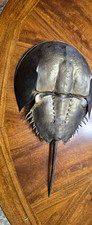 Horseshoe Crab (Xiphosura) Crustacean Specimen with Tail Spine picture