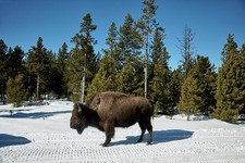 Photo:Yellowstone National Park Wyoming 2016 Bison Buffalo in Snow picture