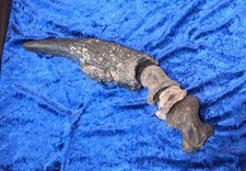 Large Megalonyx Jeffersoni Giant Sloth Claw & Carpals picture