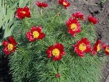 Paeonia tenuifolia 5 Seeds | Fernleaf Peony | Hardy Perennial Flower picture